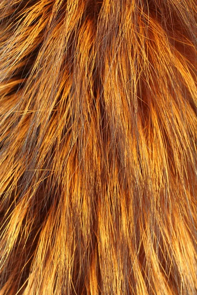 Yellow and brown colored raccoon fur texture — 스톡 사진