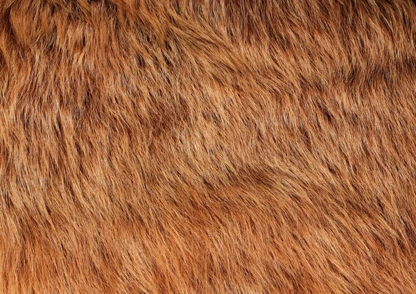 Light brown lama fur — Stock Photo, Image