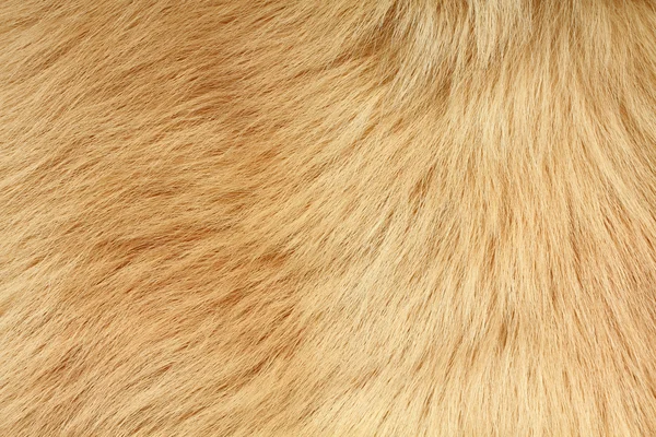 Beige lama fur texture — Stock Photo, Image