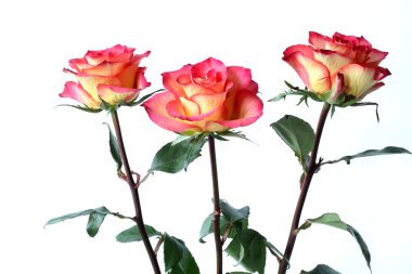 Beyaz arka planda kırmızı yapraklı üç sarı gül.