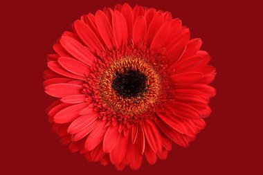Koyu kırmızı zemin üzerine kırmızı gerbera