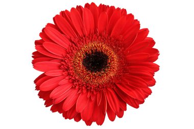 beyaz zemin üzerine kırmızı gerbera