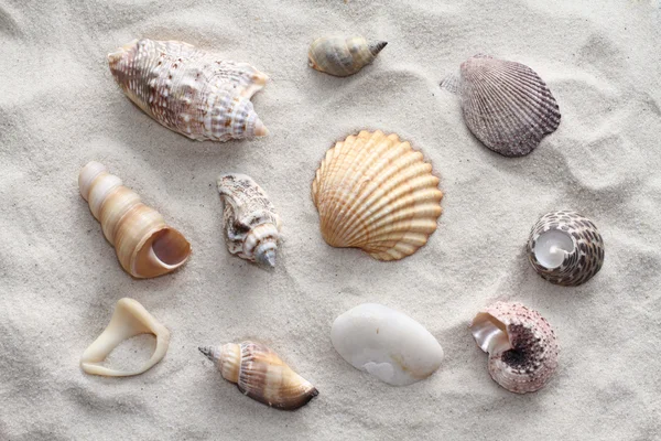 Conchiglie e pietre sulla sabbia — Foto Stock
