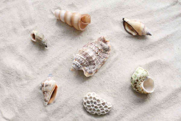 Conchiglie e coralli sulla sabbia — Foto Stock