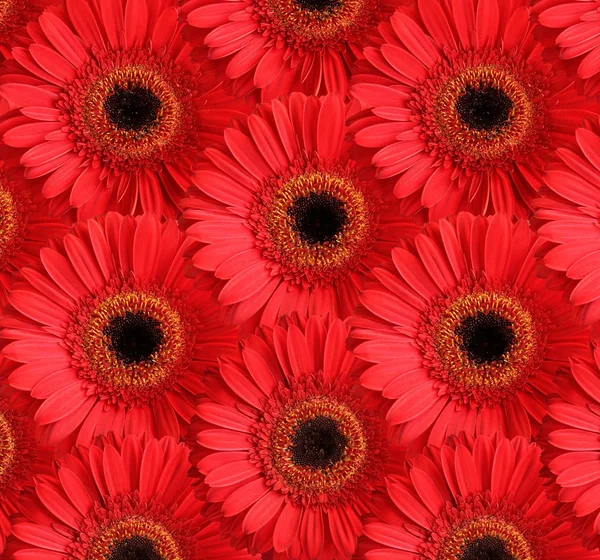 赤いガーベラの花の背景 — ストック写真