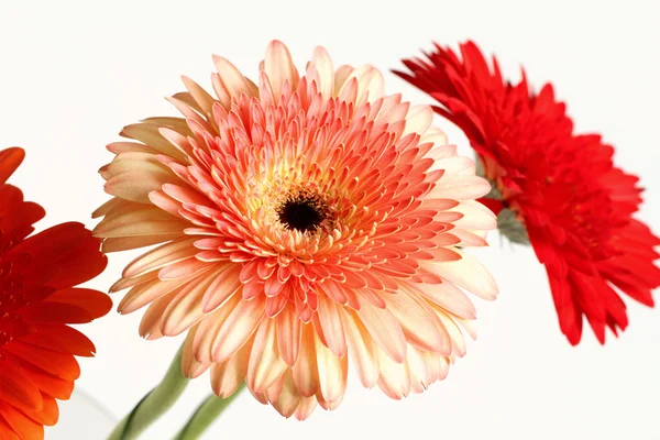 Bouquet di tre gerbere — Foto Stock