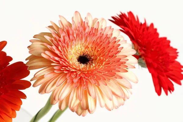 Boeket van drie gerbera 's — Stockfoto