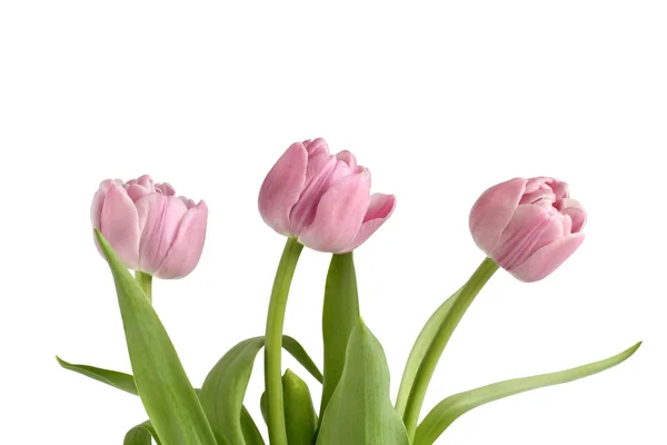 Bouquet of three pink Peony Flowering Tulips — Stock Photo, Image