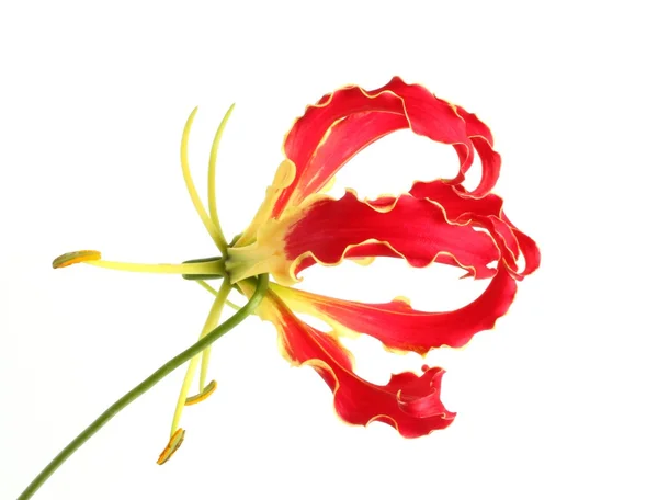 Beyaz arka planda scabious