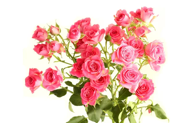 Beyaz arka planda izole edilmiş küçük pembe güller buketi