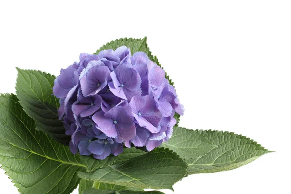 Hortensia lila aislada en blanco —  Fotos de Stock