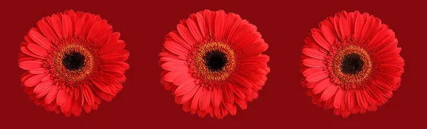 Três gerberas vermelhas no fundo vermelho escuro — Fotografia de Stock