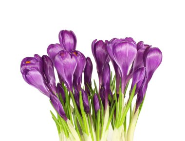 Beyaz arka plan üzerinde mor Çiğdem