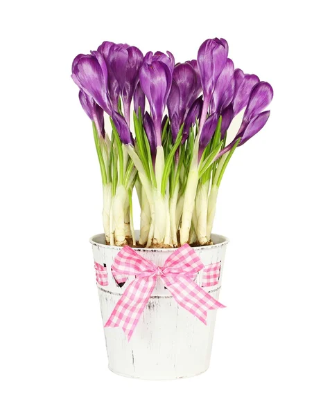 Фиолетовый крокус в маленьком белом ведре на белом фоне — стоковое фото