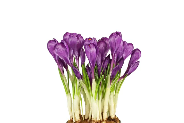 Фиолетовый крокус на белом фоне — стоковое фото