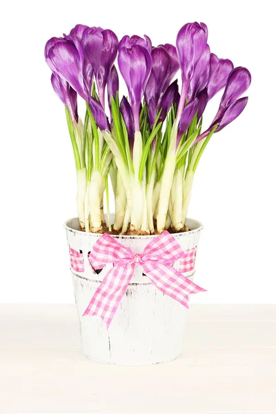 Фиолетовый крокус в маленьком белом ведре за белым деревянным столом против белой стены — стоковое фото