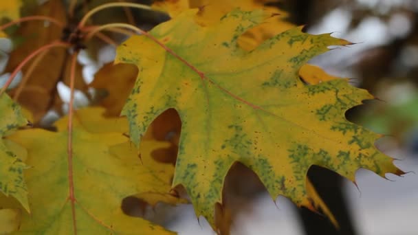 秋 — — 黄色和绿色的橡树叶在风中闪烁 — 图库视频影像