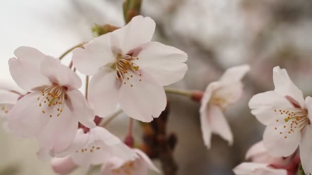 Blommande Crab apple tree - blommor flimmer i vinden i tråkig vårdag — Stockvideo