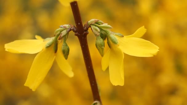 Цветущий Forsythia - ветви с цветами мерцают на ветру в весенний день — стоковое видео