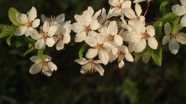 Çiçek açan? herry ağaç - yeşil çim arka plan karşı çiçekli dal