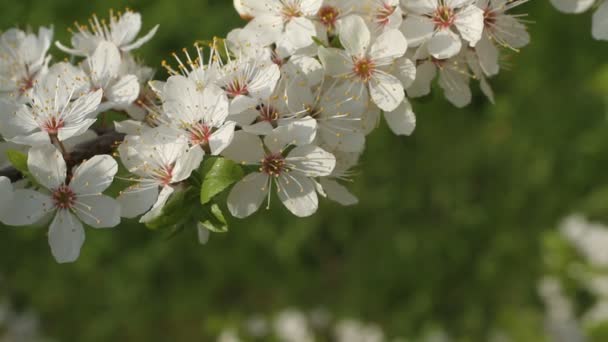 Fioritura dell'albero di aringa - ramo con fiori sullo sfondo verde erba — Video Stock