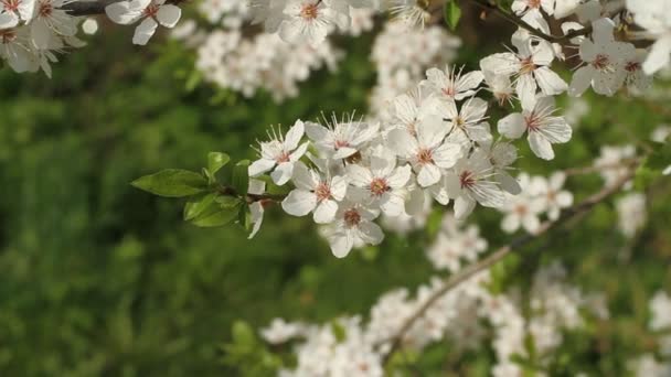 Floração da árvore de chalherry - ramo com flores contra o fundo de grama verde — Vídeo de Stock