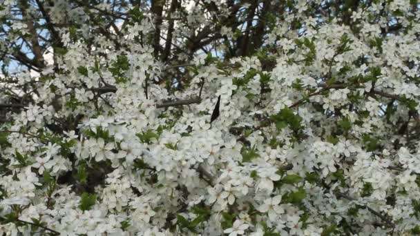 Papillon Paon oeil sur cerisier en fleurs 
