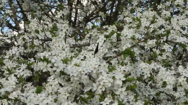 Butterfly Peacock oog op bloeiende cherry tree — Stockvideo