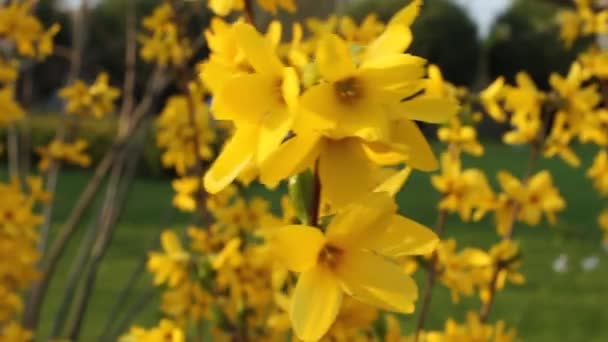 Florecimiento Forsythia - rama con flores parpadean en el viento en el día de primavera — Vídeos de Stock