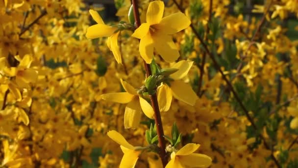 Floraison Forsythia - branche avec des fleurs scintillent dans le vent au jour du printemps — Video