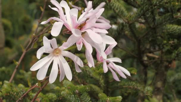 Ανθοφορία ροζ Magnolia - υποκατάστημα με λουλούδια τρεμοπαίζουν στον αέρα στην άνοιξη της Ευρώπης — Αρχείο Βίντεο