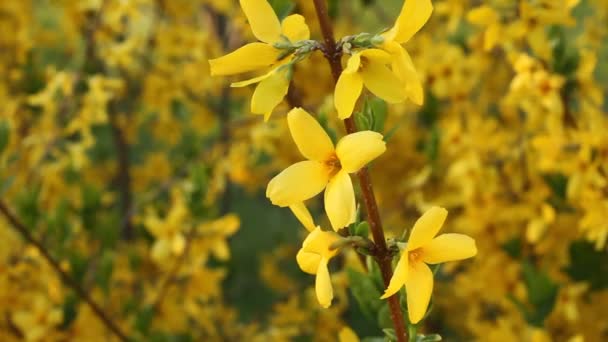 Blühende Forsythie - Zweig mit Blüten flackert am Frühlingstag im Wind — Stockvideo