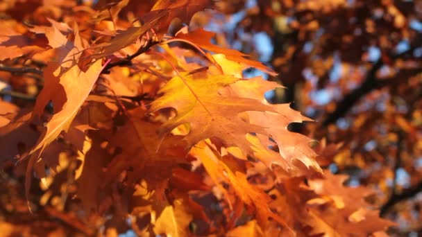 Autumn - yellow and orange oak leaves flicker in the wind — Stock Video