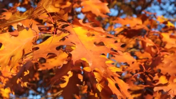 Blikání podzimní - žluté a oranžové dubových listů ve větru — Stock video