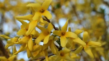 Çiçek açan hor çiçeği - bahar günü, rüzgarda çiçek titreme ile şube