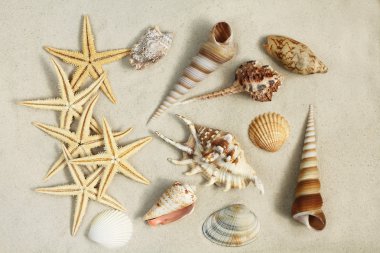 Deniz kabukları ve starfishes kum üzerinde