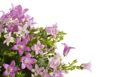 Beyaz arka plan üzerinde çan çiçeği portenschlagiana