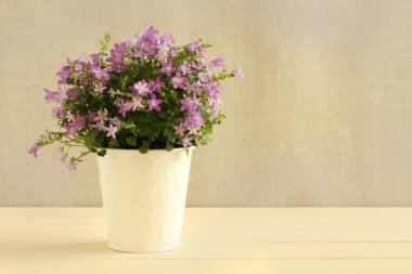 Campanula portenschlagiana beton duvara beyaz tonda ahşap masa küçük beyaz kova içinde