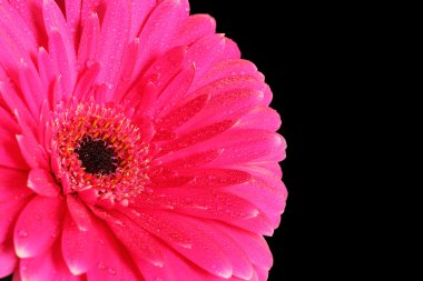 siyah arka plan üzerine pembe gerbera