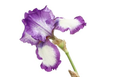 Violet ile izole beyaz arka plan üzerinde beyaz Iris çiçek