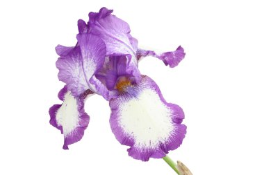 Violet ile izole beyaz arka plan üzerinde beyaz Iris çiçek