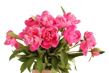 Beyaz arka planda pembe şakayık demeti