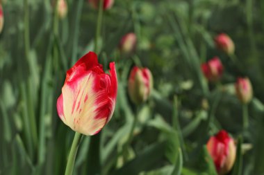 yeşil çim arka plan beyaz Lale ile pembe