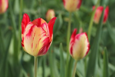 yeşil çim arka plan beyaz Lale ile pembe