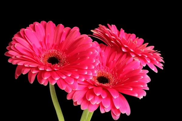 siyah arka plan üzerine pembe gerbera