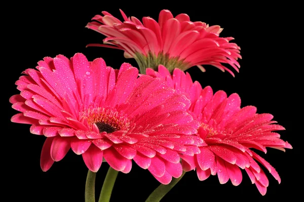 siyah arka plan üzerine pembe gerbera