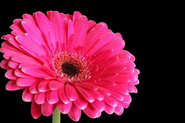 Pink gerbera on black background — Stock Photo, Image