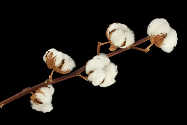 siyah arka plan üzerine Pamuk çalı