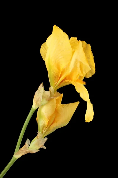 Iris giallo fiore isolato su sfondo nero — Foto Stock