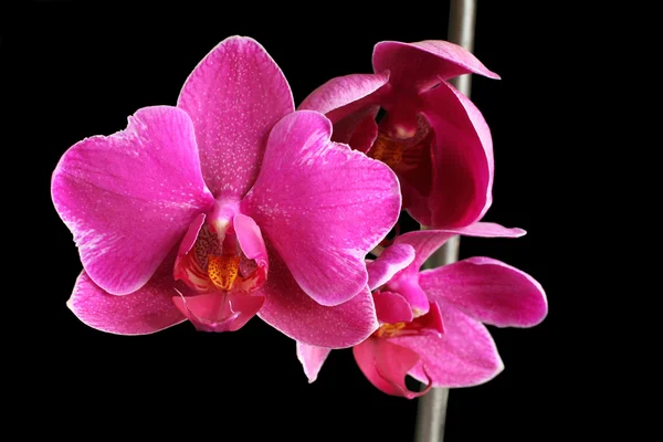 Violette Orchidee (phalaenopsis) isoliert auf schwarzem Hintergrund Stockbild